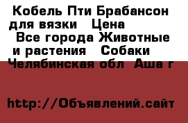 Кобель Пти Брабансон для вязки › Цена ­ 30 000 - Все города Животные и растения » Собаки   . Челябинская обл.,Аша г.